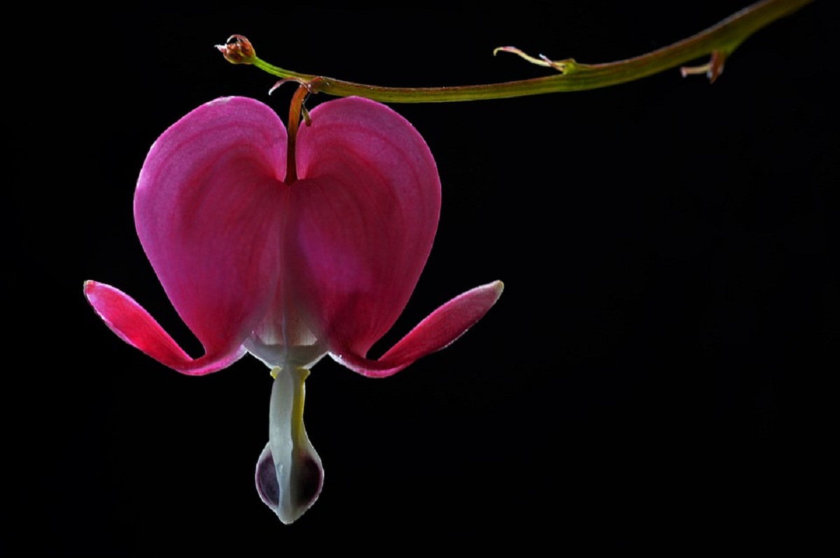 imagen de cerca flor rosa