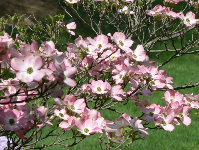 Flores del Cornus florida var. Rubra