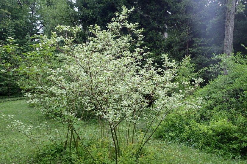 Cornus alba