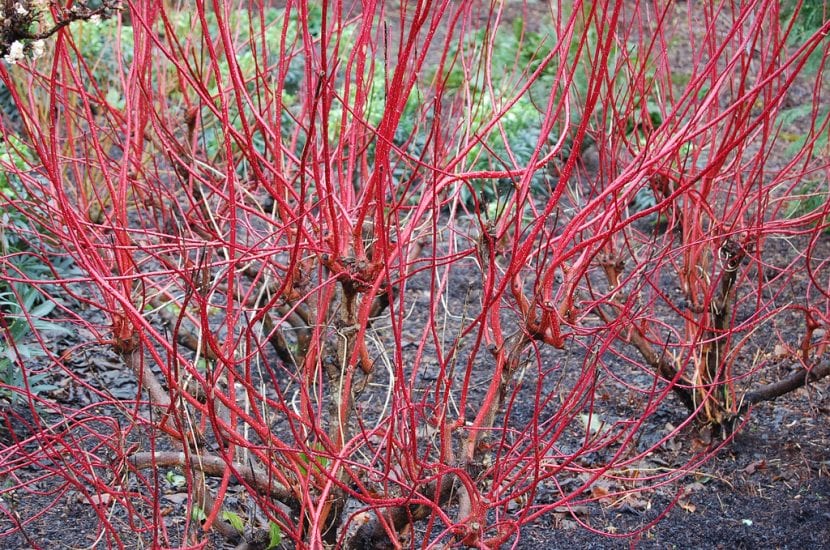 Vista de Cornus alba