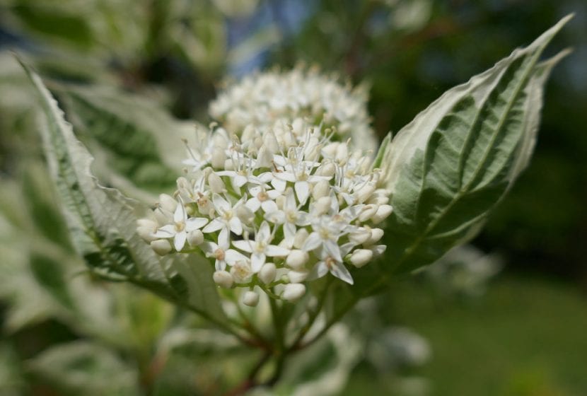 Cornus alba 'Elegantissima'