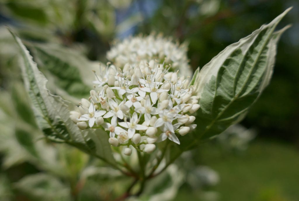 Cornus alba: cultivo, poda y cultivares de rama roja