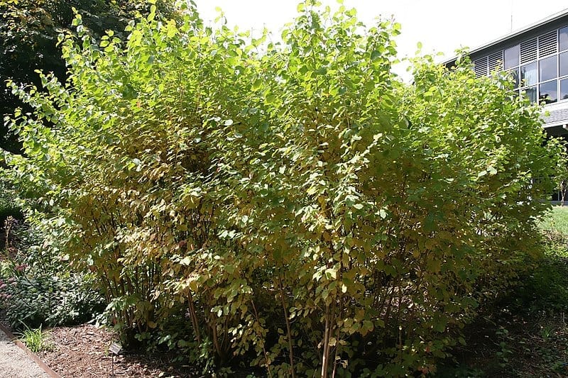 Vista del Cornus sanguinea