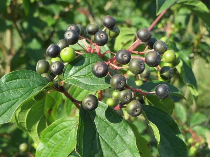 Los frutos del Cornus sanguinea son redondos y pequeños