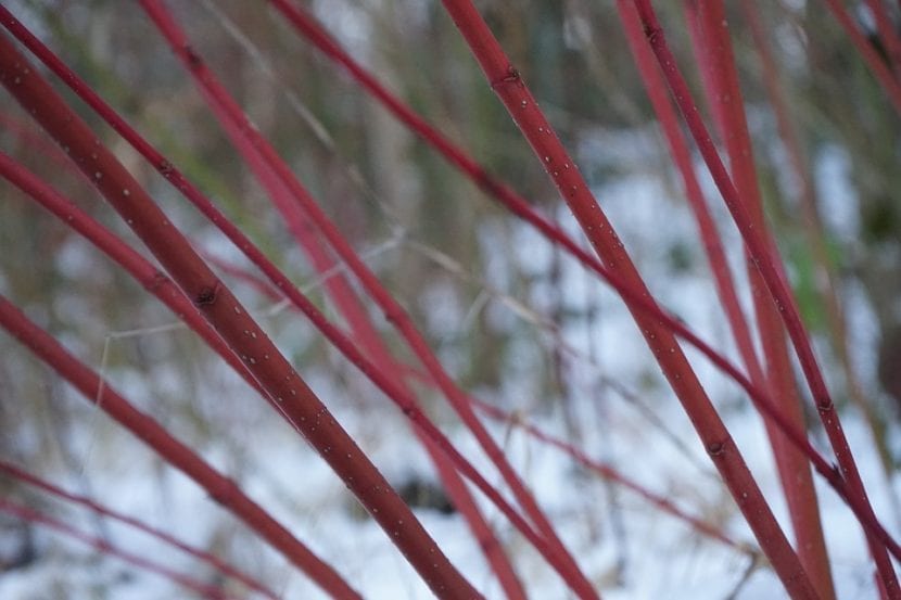 Las ramas del Cornus sanguinea son rojas