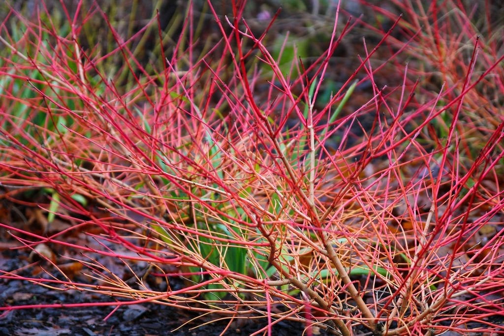 Las ramas del Cornus sanguinea son de un rojo muy llamativo