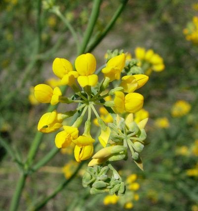Planta de Coronilla juncea