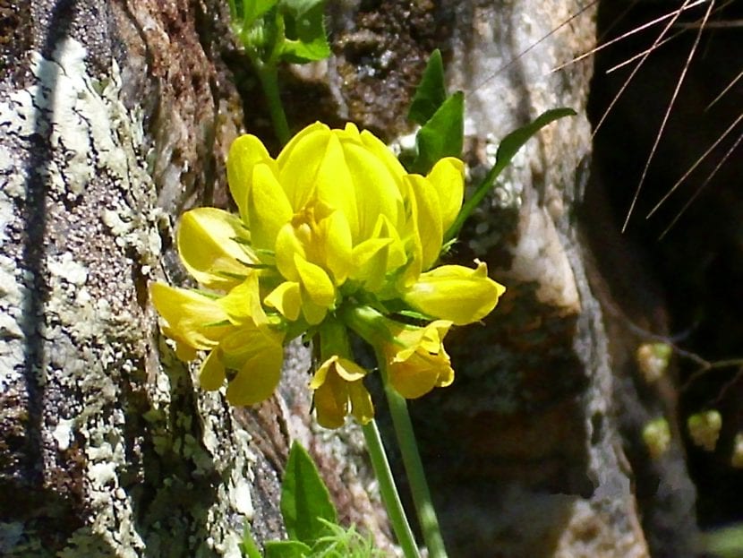 Flor de Coronilla juncea