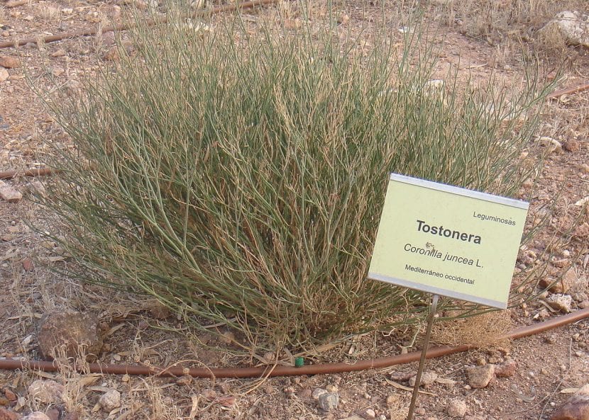 Planta de Coronilla juncea