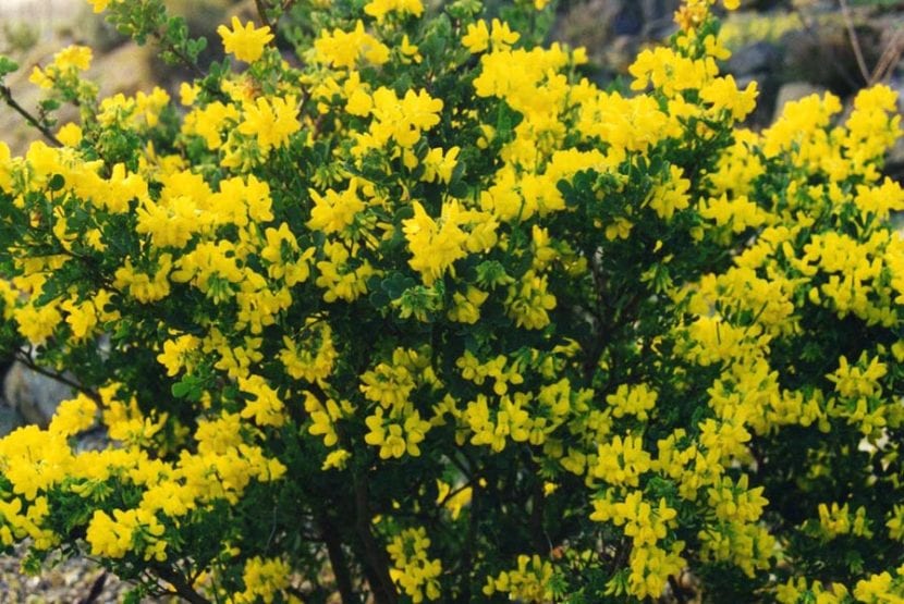 Vista de las flores de la Coronilla glauca