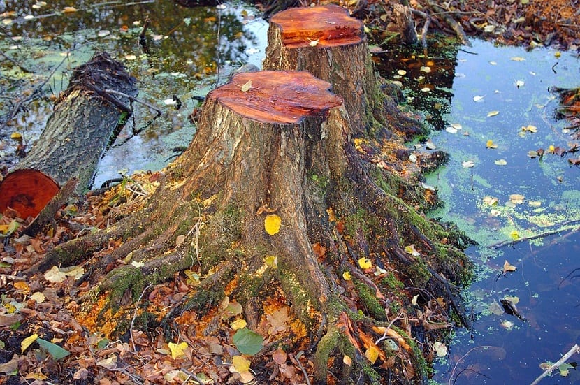 arbol cortado con una motosierra