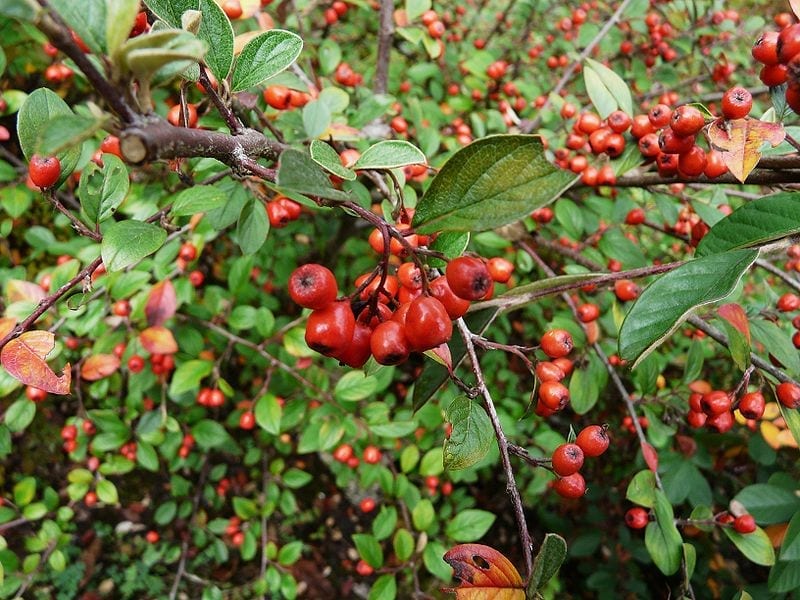 Los frutos del Cotoneaster franchetii son rojos