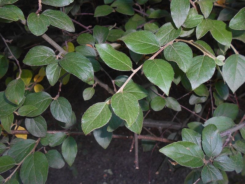 Las hojas del Cotoneaster franchetii son verdes