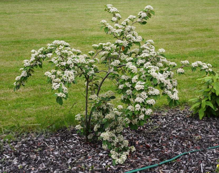 El Cotoneaster lacteus es un arbusto muy bonito