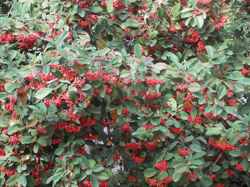 El Cotoneaster lacteus produce frutos rojos