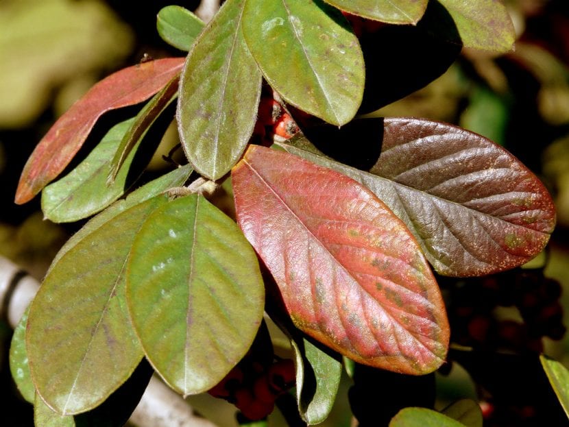 Las hojas del Cotoneaster laceus se vuelven rojizas en otoño