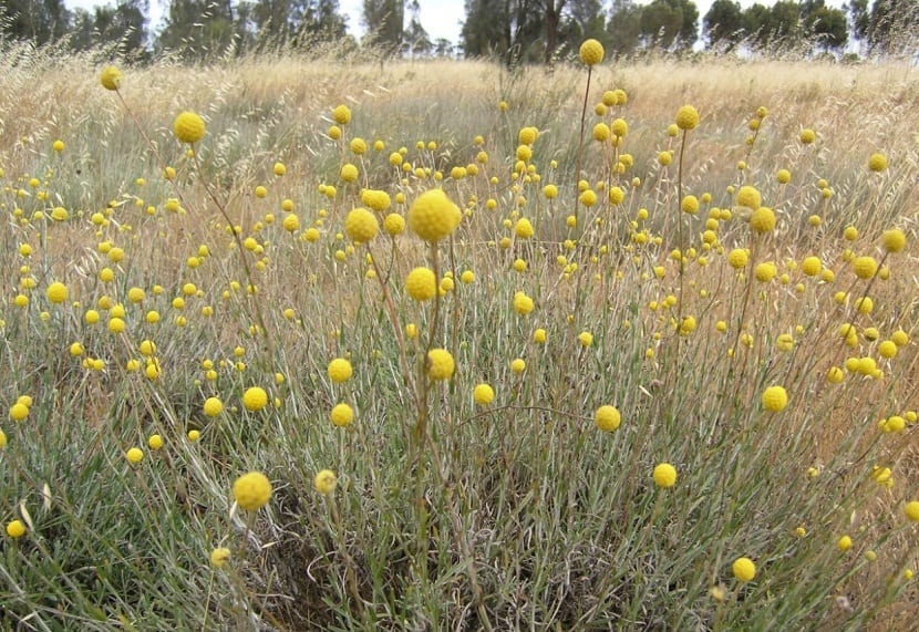 campo lleno de Craspedia globosa de color amarillo