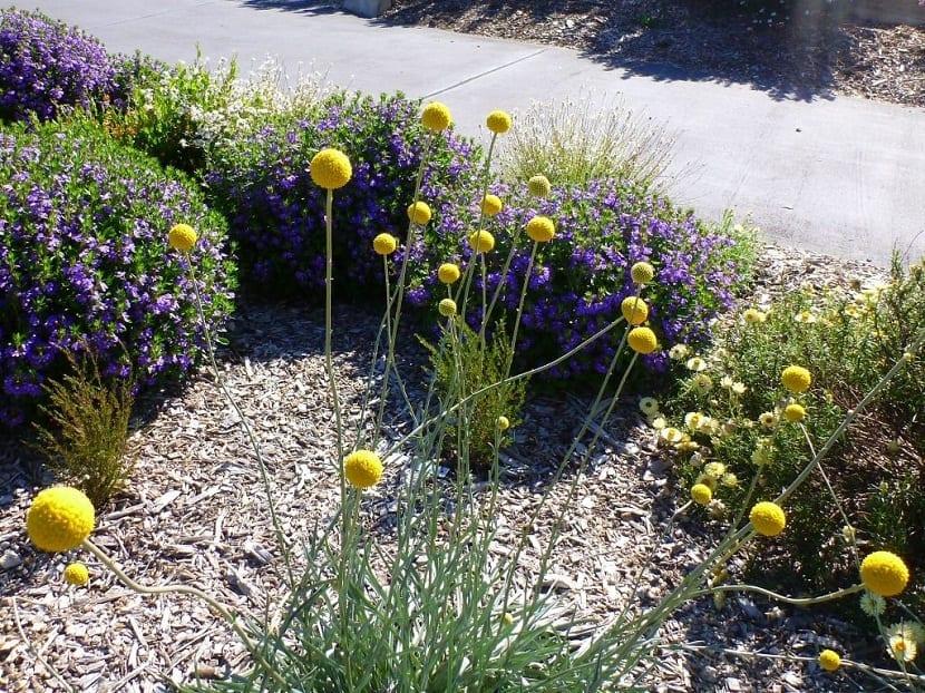 parte de un jardin con diferentes flores de colores, entre ella la Craspedia globosa