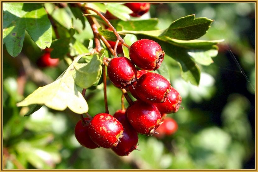 Frutos de Crataegus laevigata