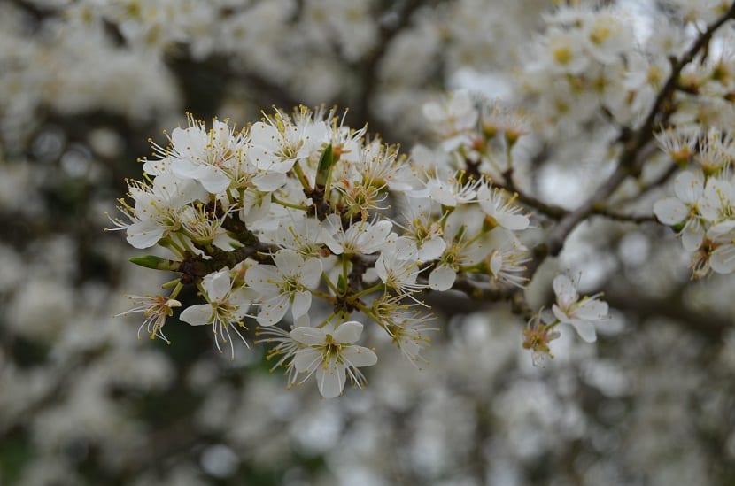 flores del espino blanco o Crataegus