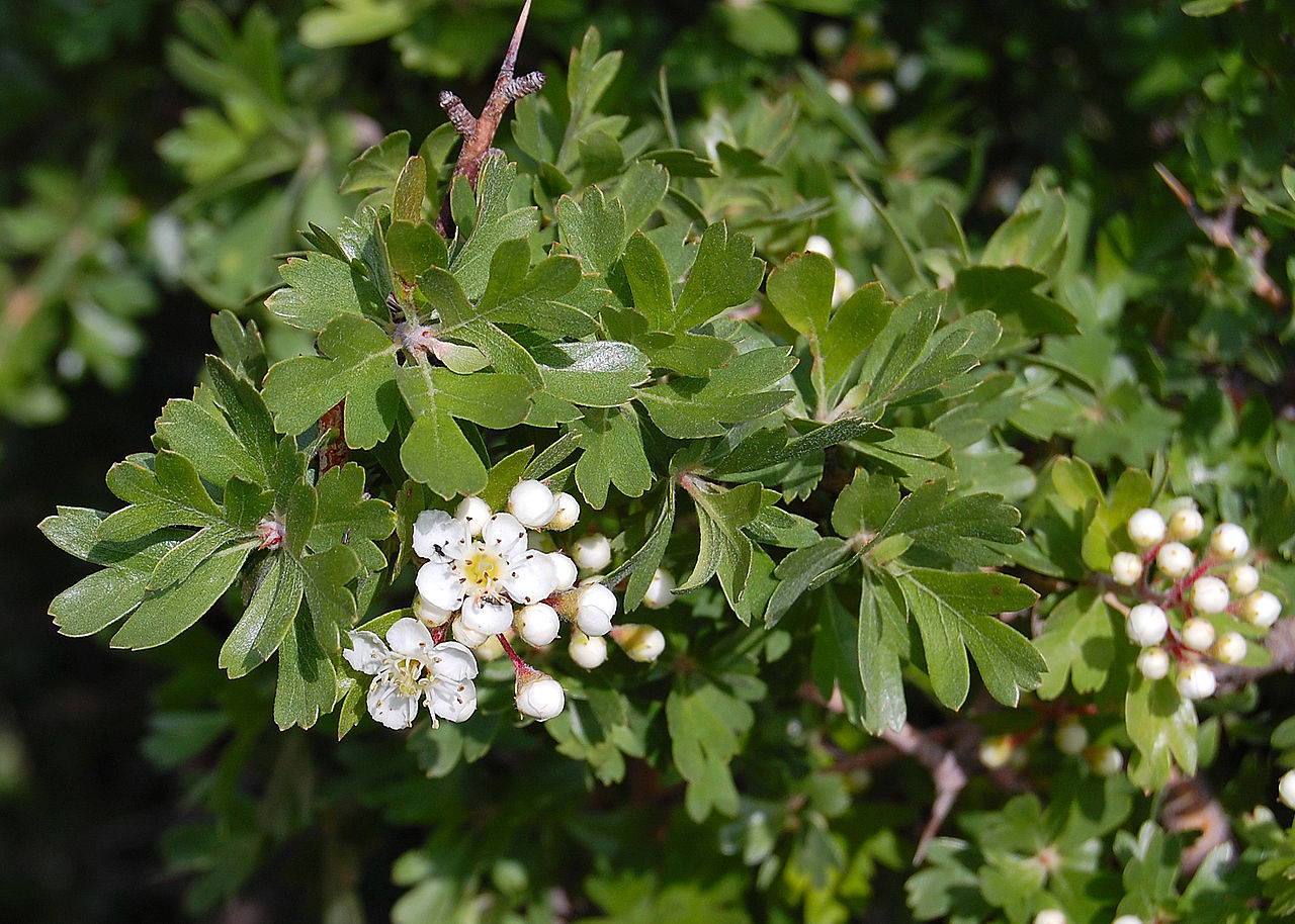 Vista del Crataegus azarolus