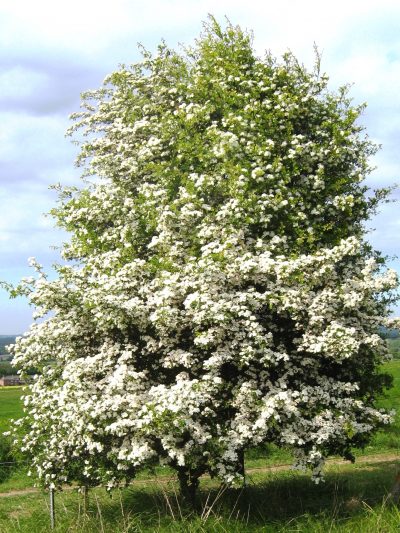 Vista del Crataegus monogyna