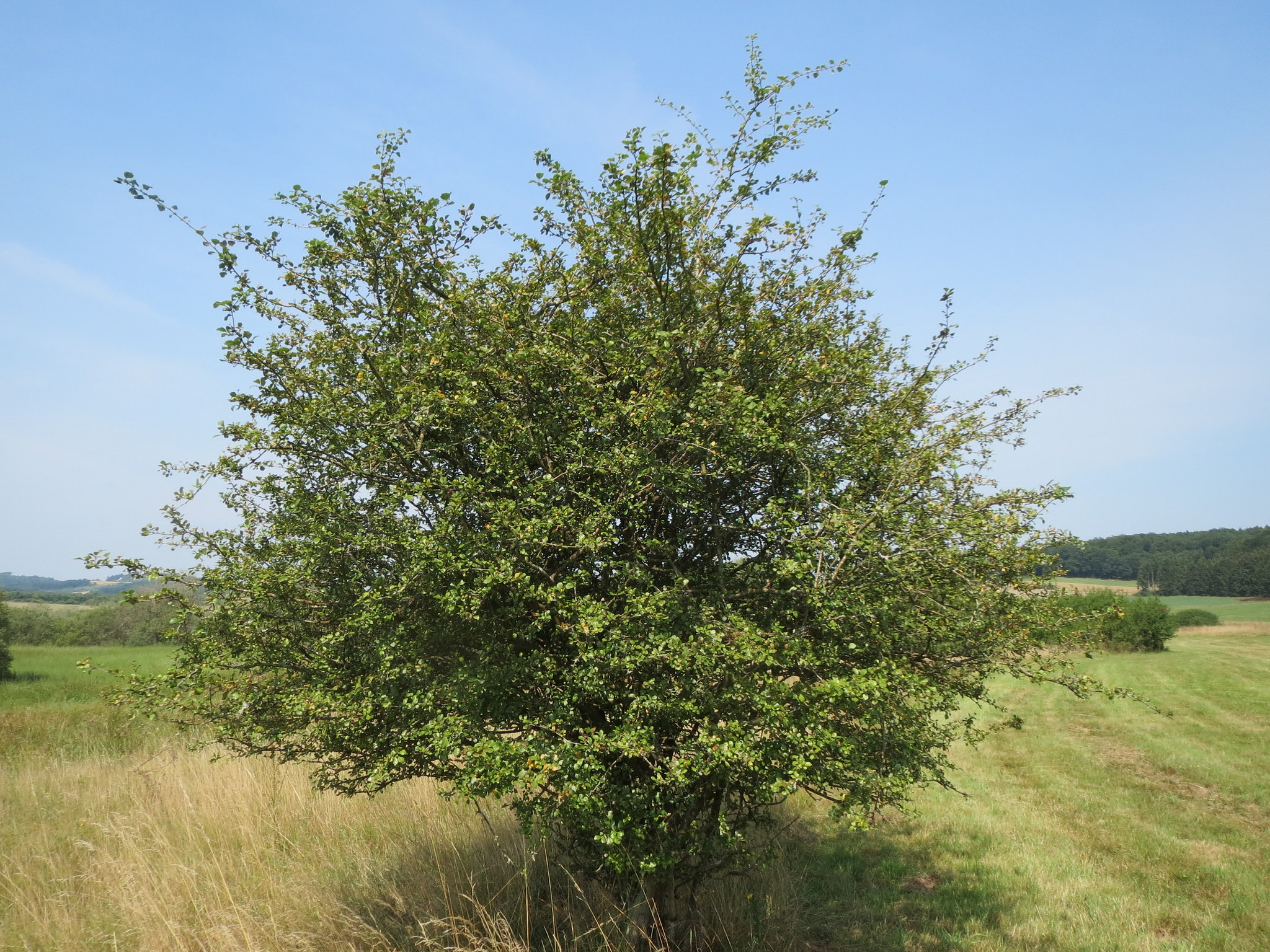 Vista del Crataegus laevigata