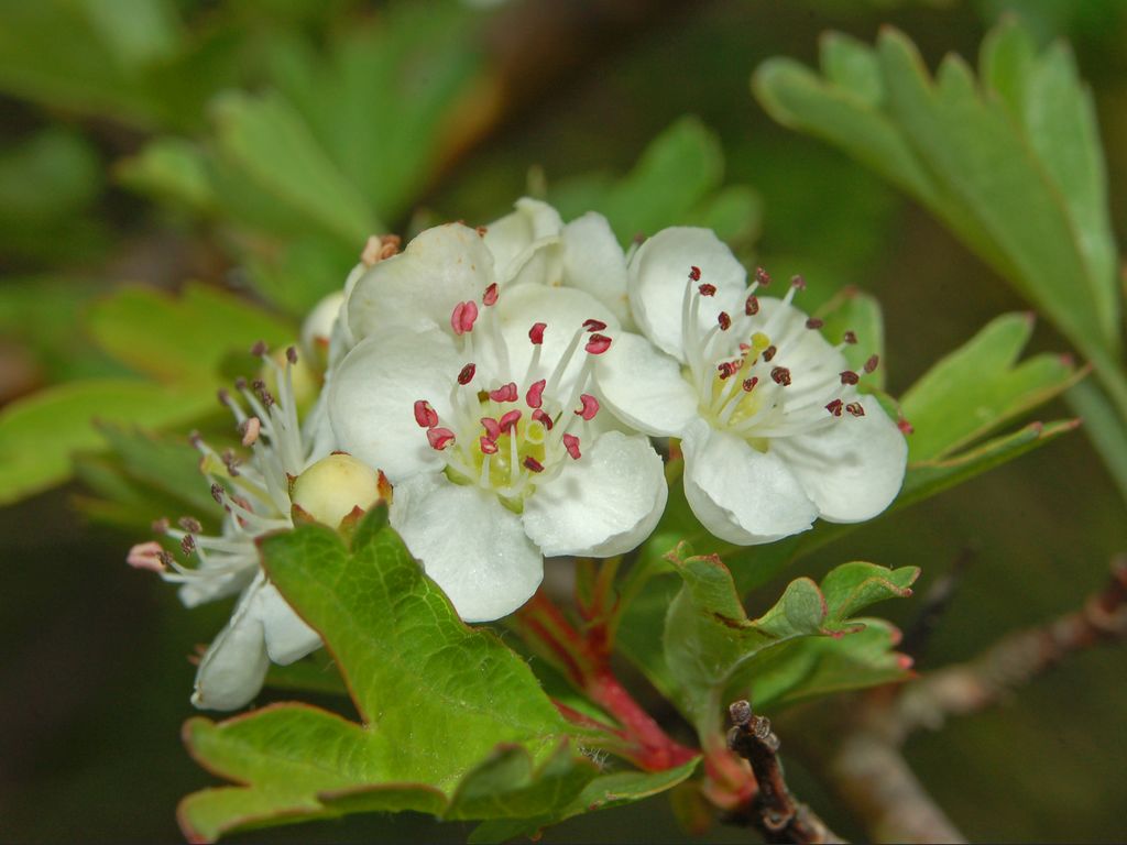 Vista del Crataegus monogyna