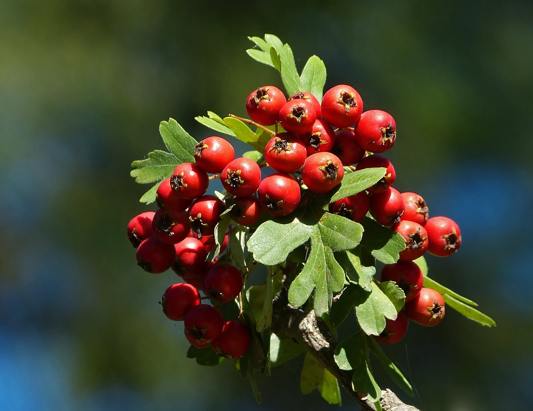 Los frutos del Crataegus son redondos