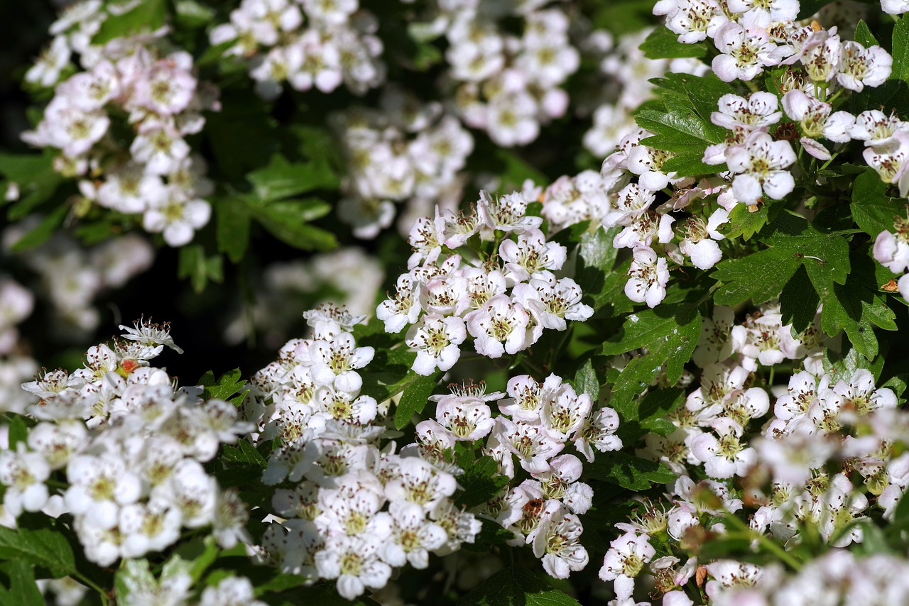 Las flores del Crataegus son blancas