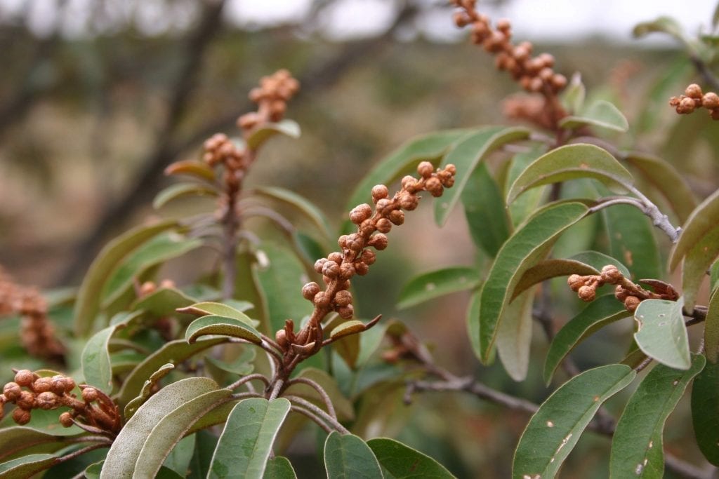 Croton gratissimus