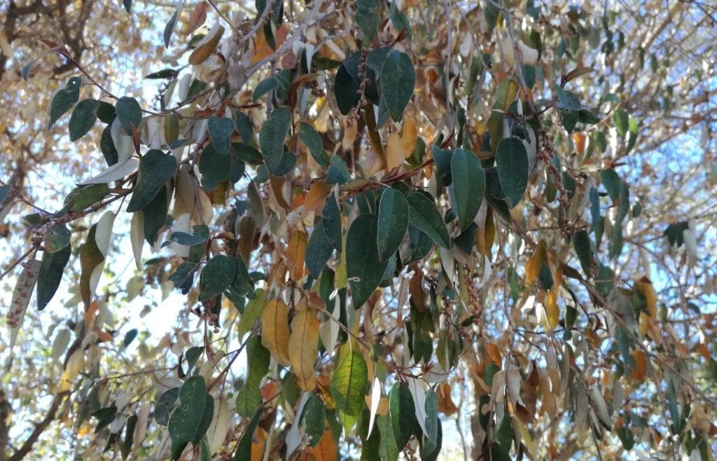 Croton gratissimus