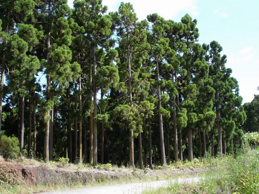 Cryptomeria en un camino