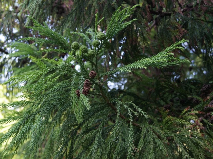 Cryptomeria japonica