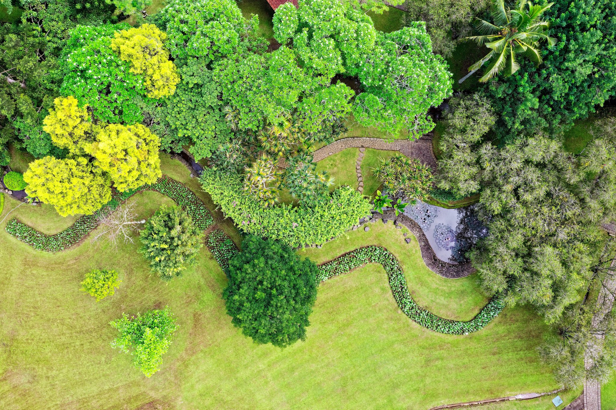 Árboles para jardín