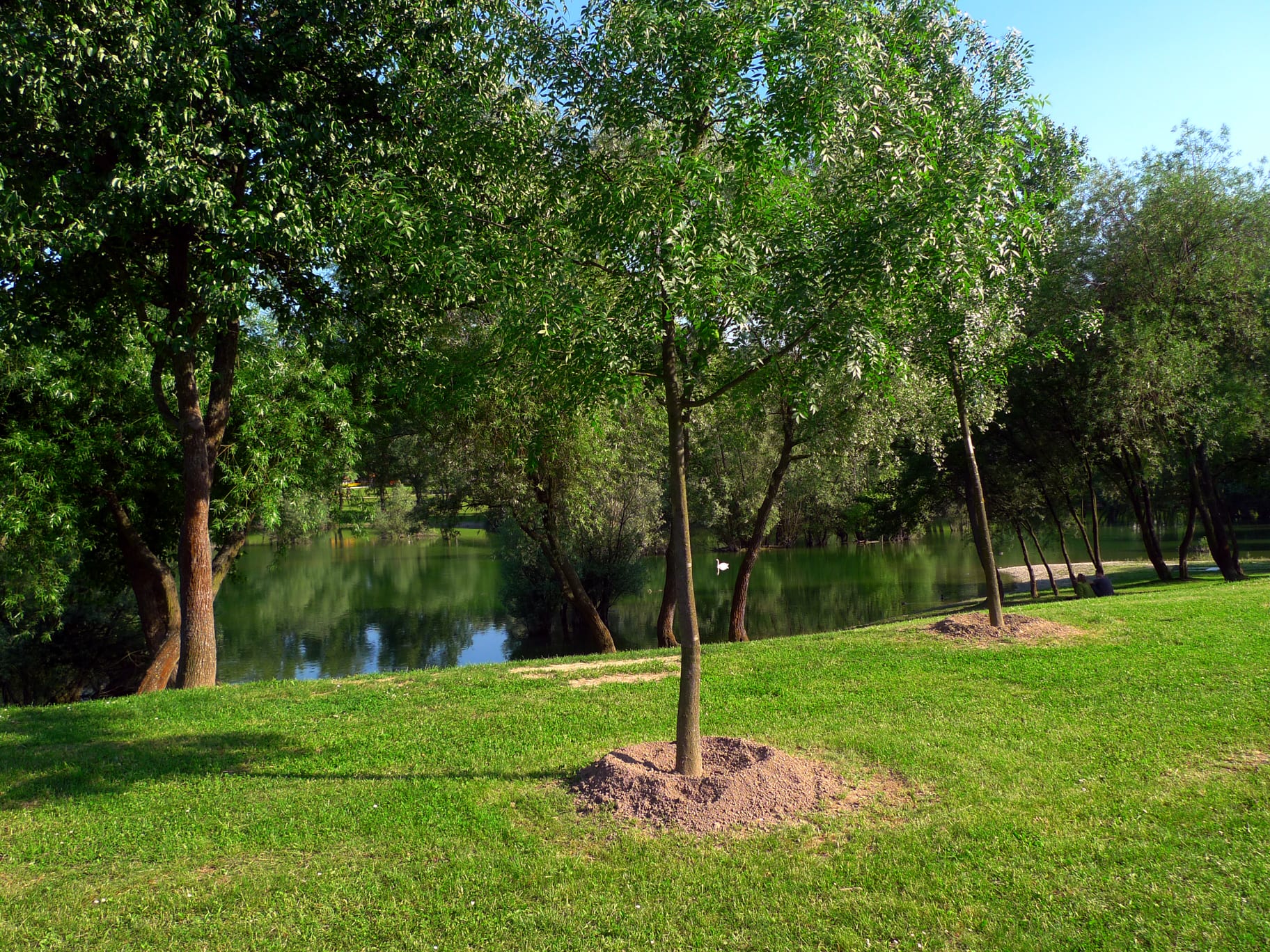 Árboles jóvenes en un jardín
