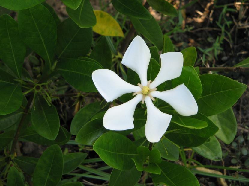 Gardenia angusta