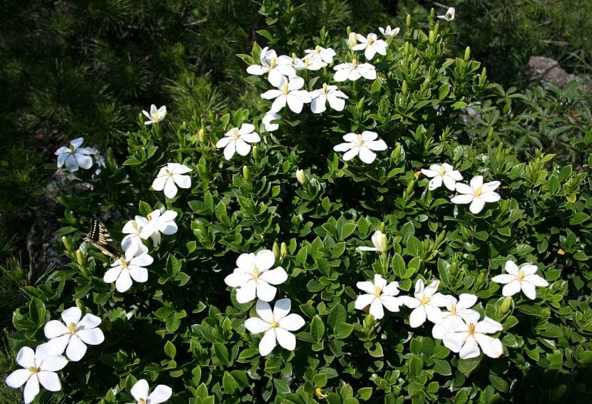Gardenia jasminoides en flor