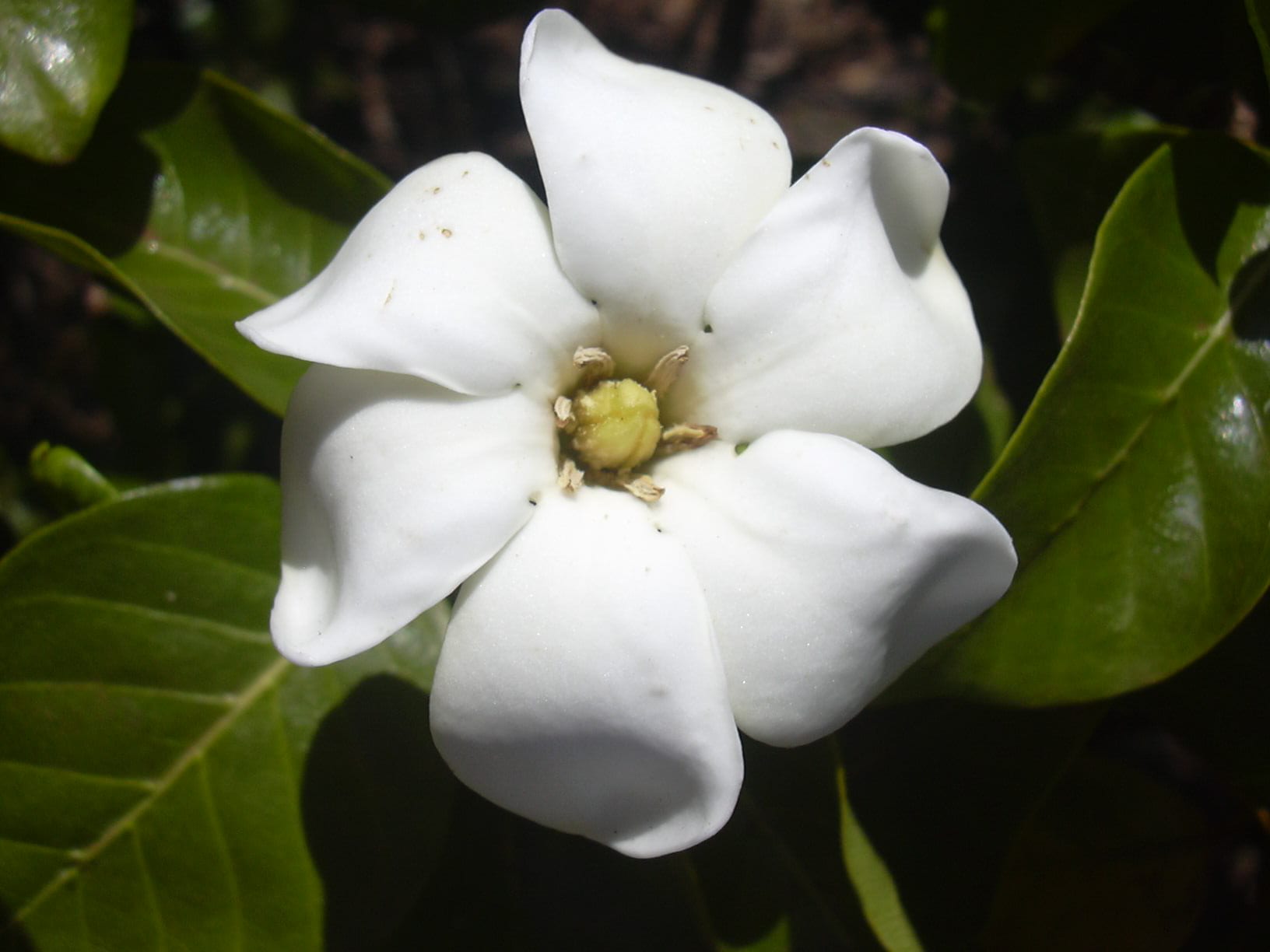 Características de la gardenia: hoja, flor, aroma y pH