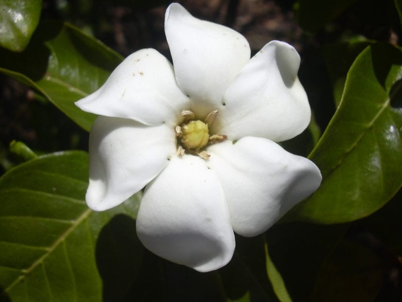 Gardenia brighamii en flor