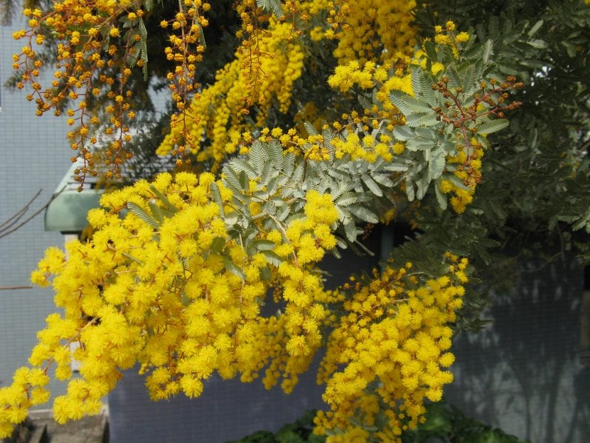 Detalle de las hojas y flores de la Acacia baileyana