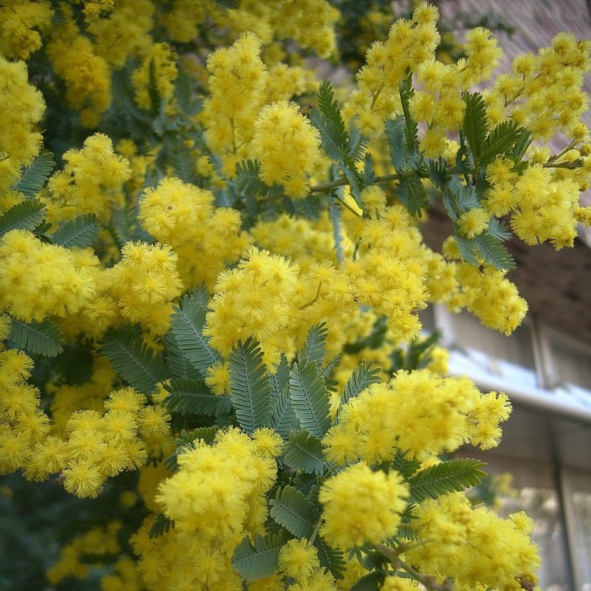 Hojas de Acacia baileyana