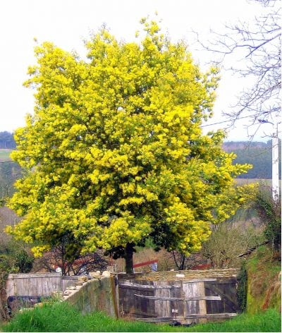 Ejemplar de Acacia dealbata en flor