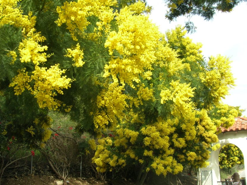 Cuida de tu acacia para poder disfrutarla durante años