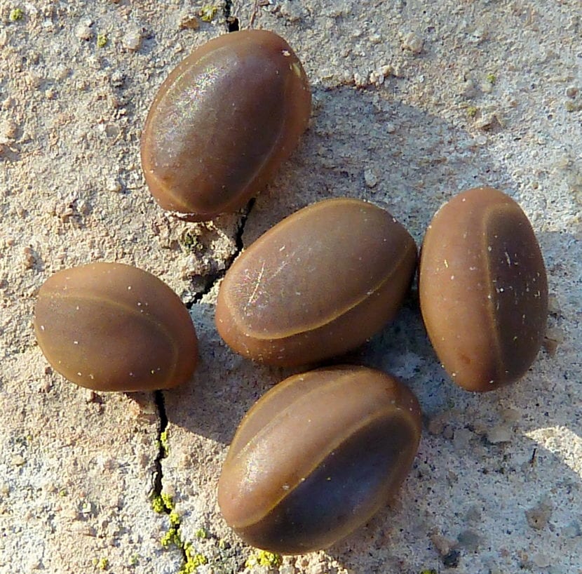 Semillas de Acacia farnesiana