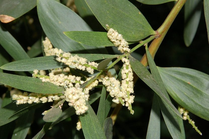 Detalle de las hojas y flores de la Acacia longifolia