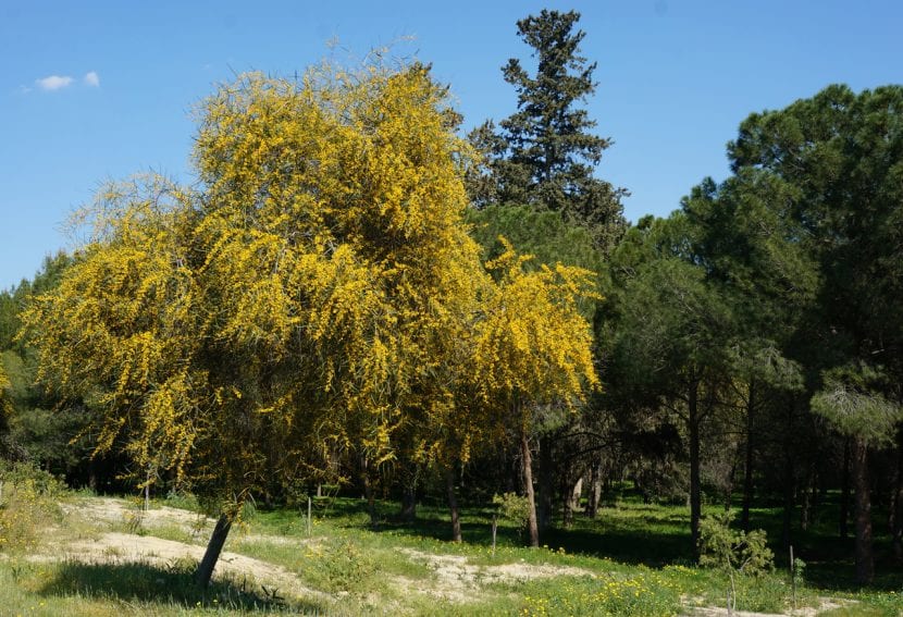 Ejemplar de Acacia saligna