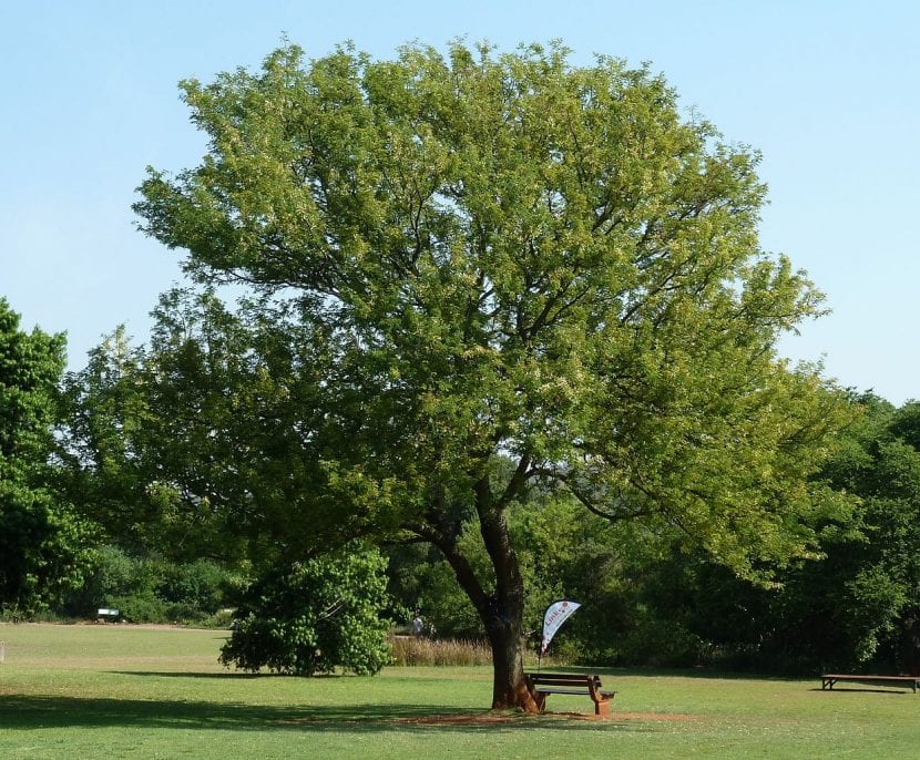 Ejemplar de Acacia caffra