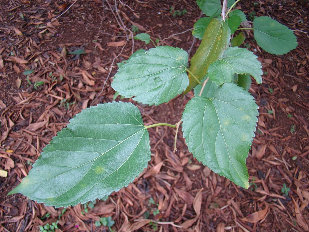 Hoja de morera: características, formas y usos reales