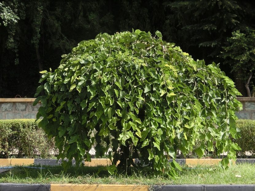 Morus alba 'Pendula'